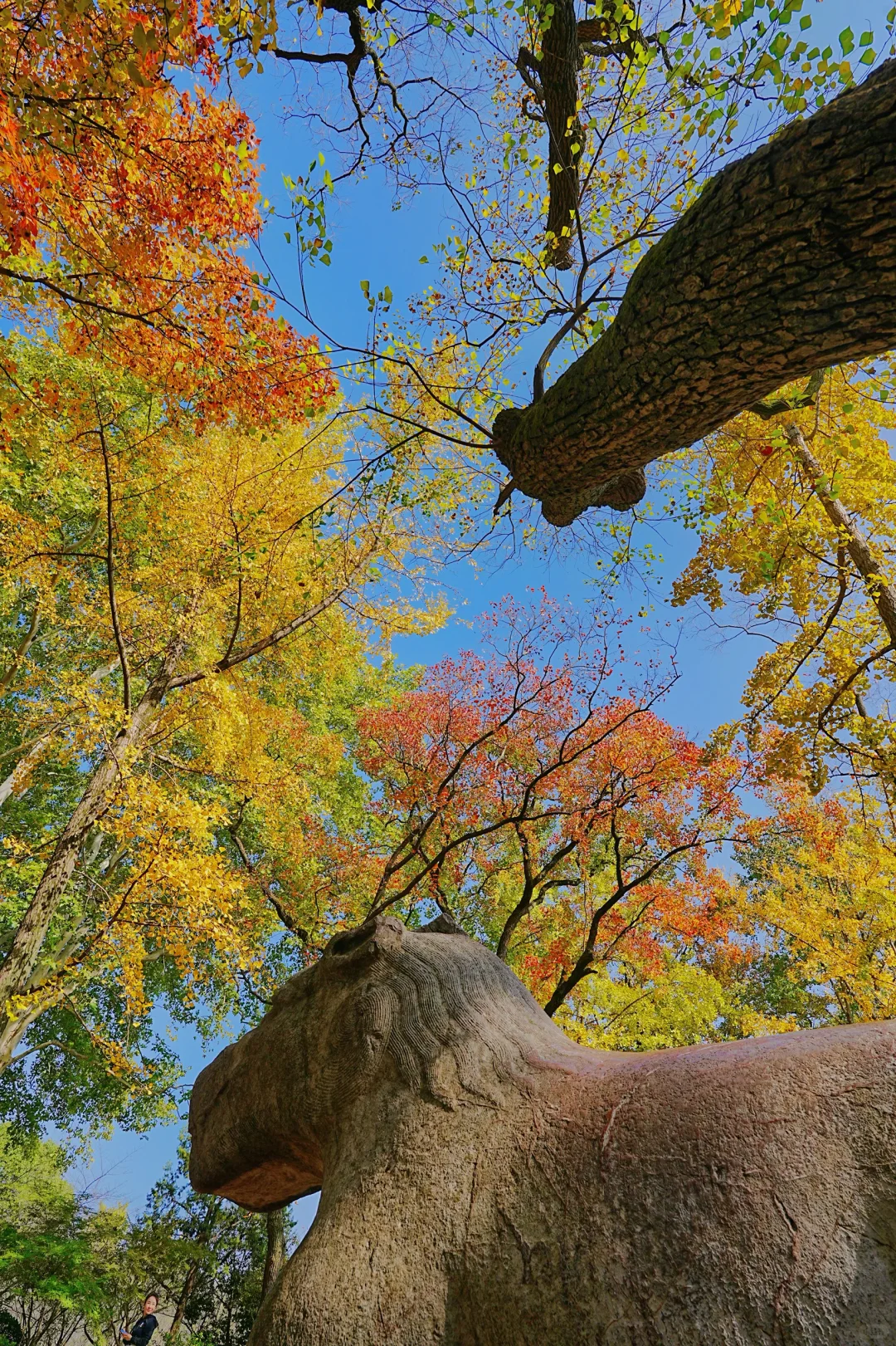 11.10实拍｜在明孝陵抬头看树时被美哭了😭