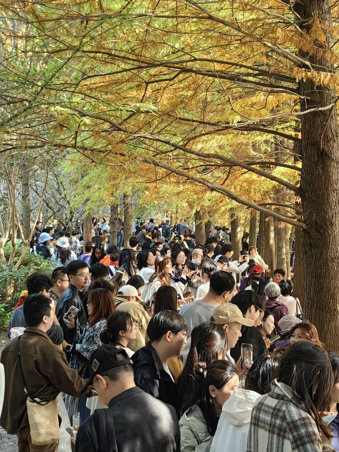 11月15日周末南京燕雀湖实况