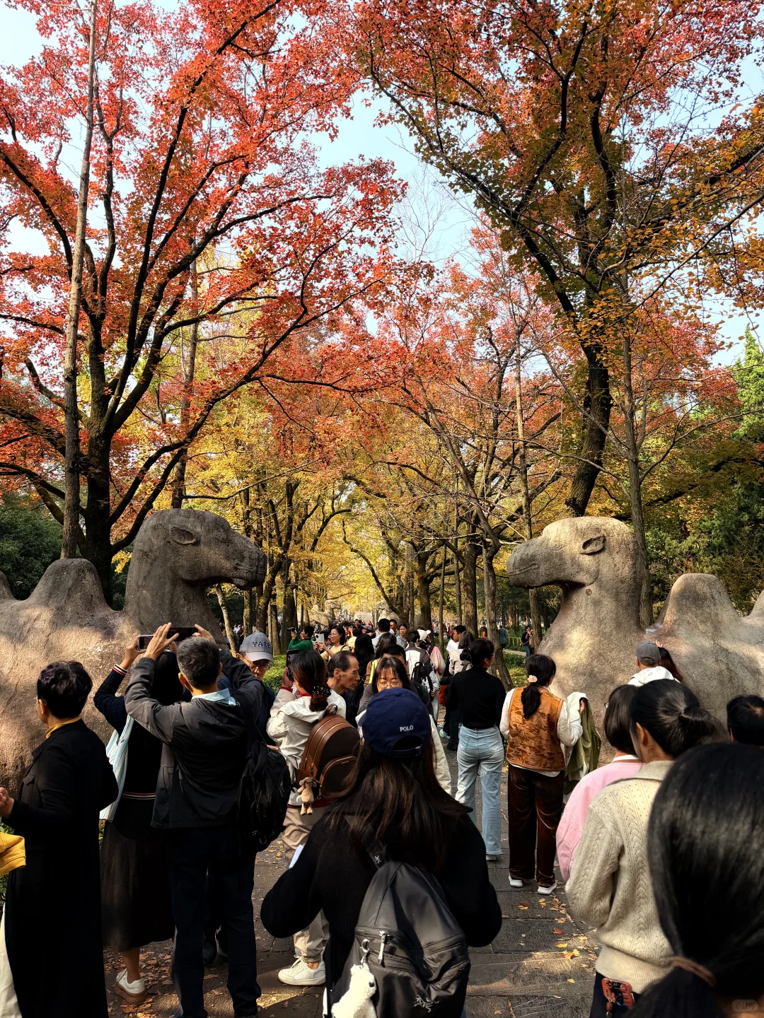 不开玩笑…11.14的南京被秋假大军攻陷了