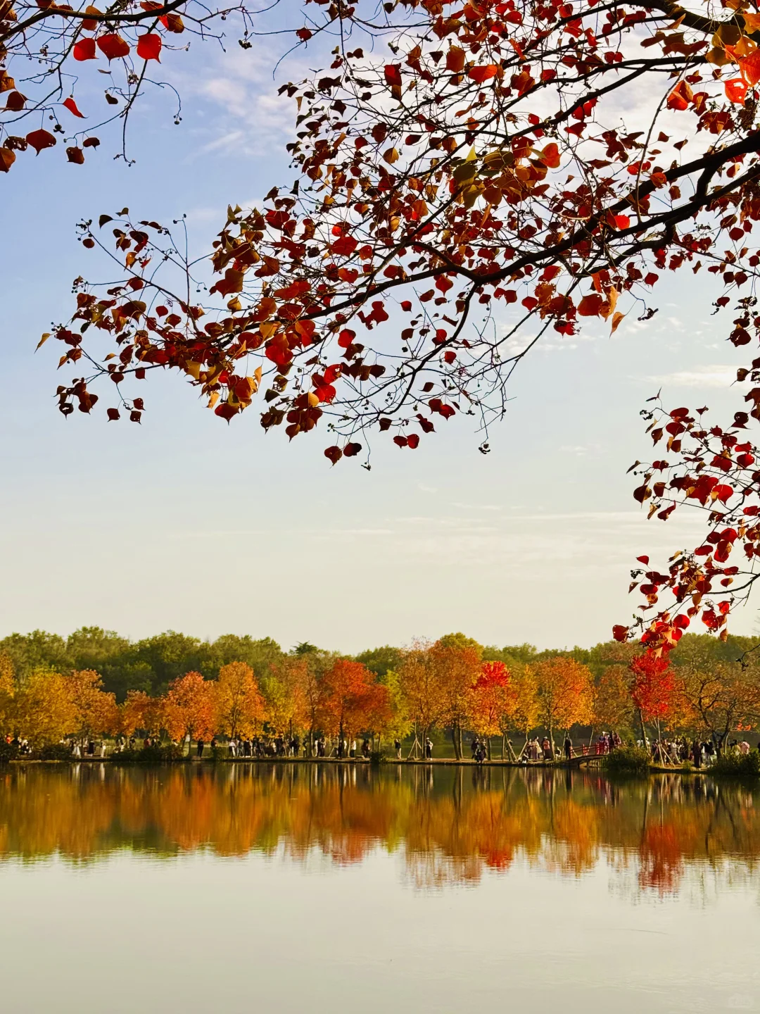 2025.11.11 南京中山植物园简直美疯了！！！