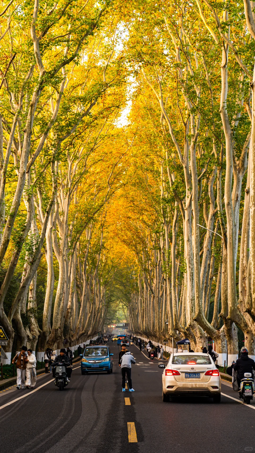 南京拍照｜11.16梧桐大道实况