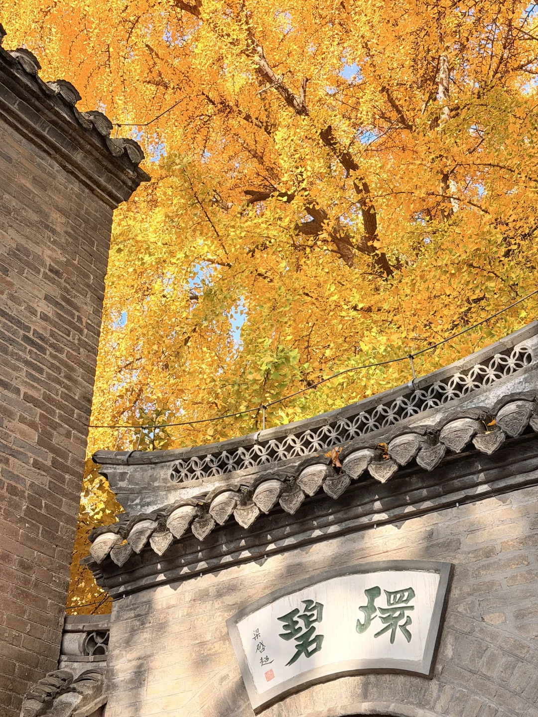 这颗银杏树等了你五百年