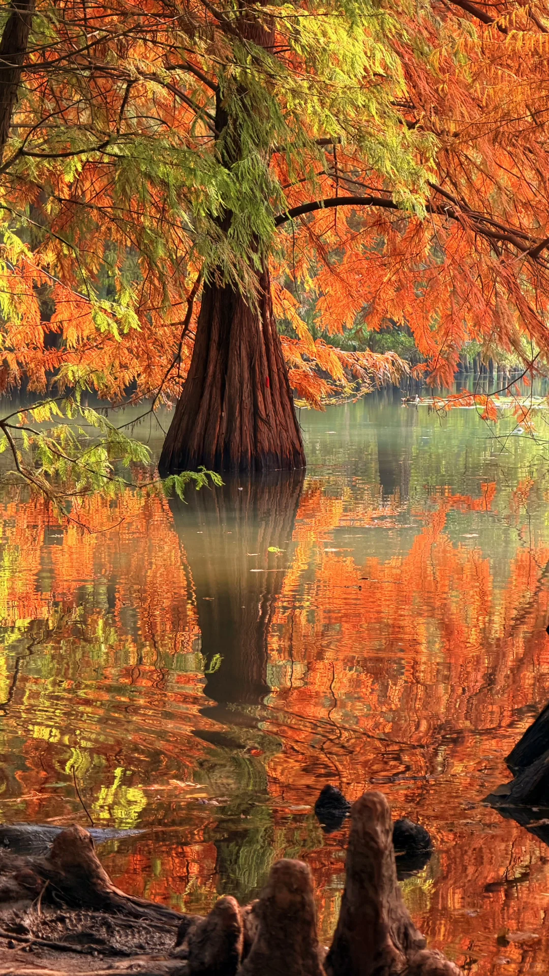 11.14实况|南京燕雀湖的落羽杉杀疯了！！！！