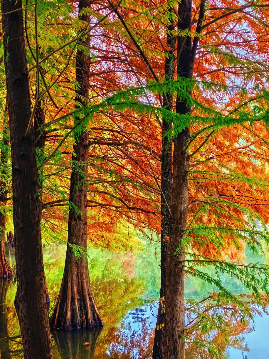 📸南京赏秋进度播报！11.10-11.16推荐