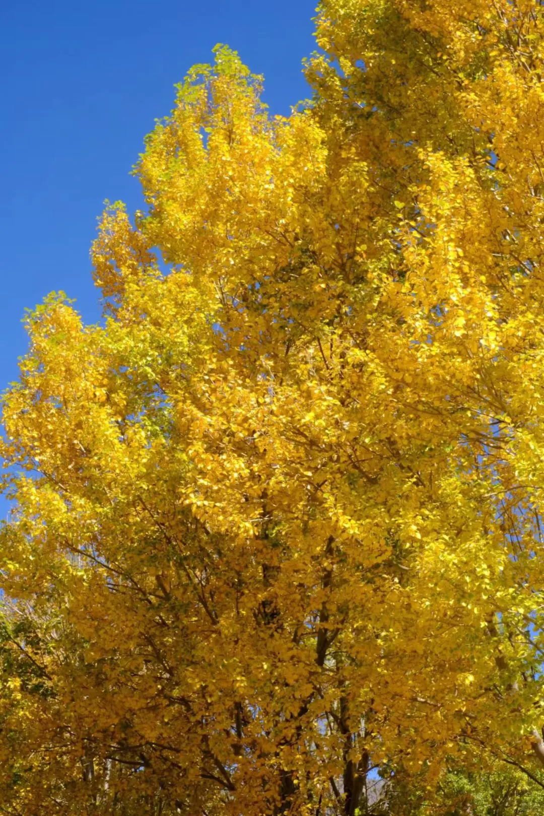 徐州应该要在江苏的秋有一席之地