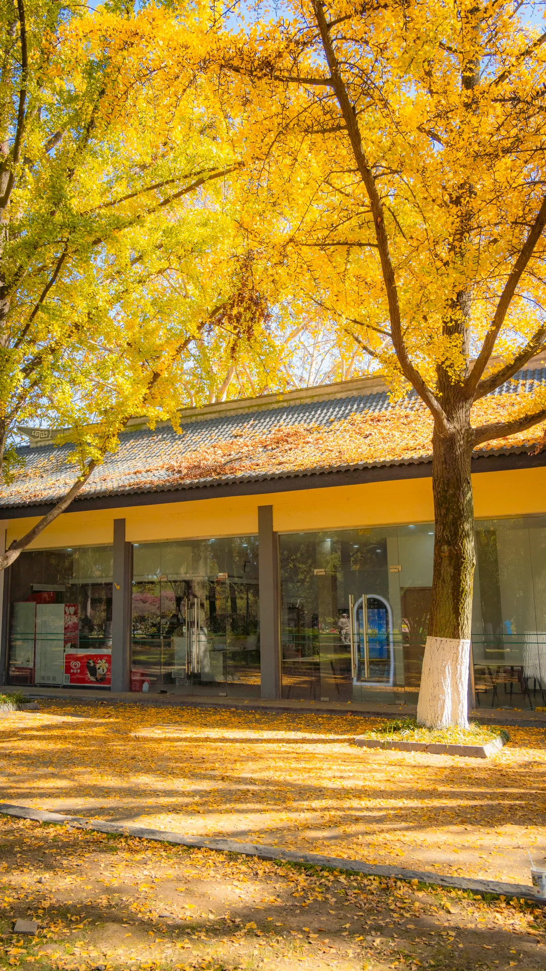 接下来的南京，秋天的氛围感直接拉满