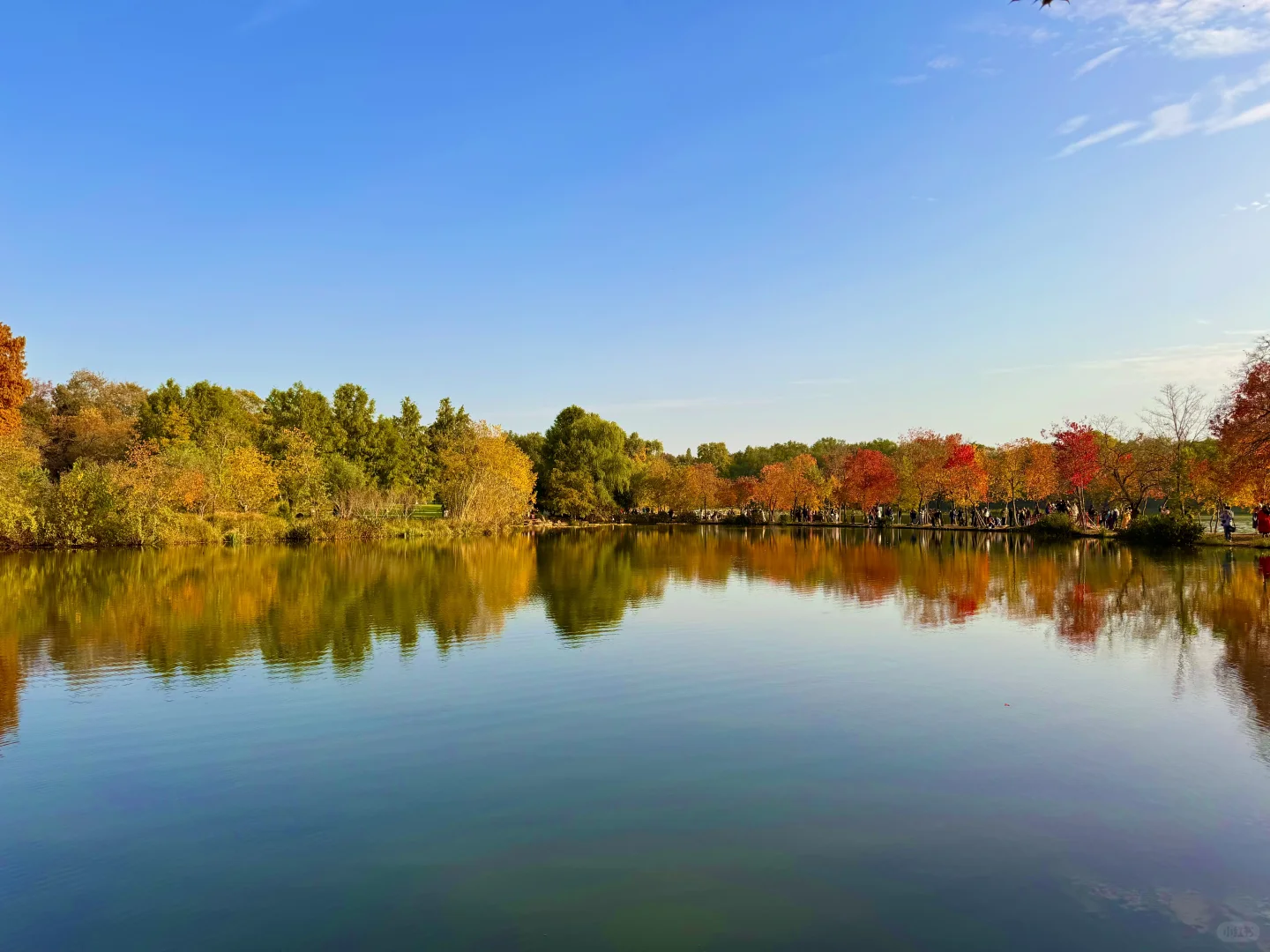 2025.11.11 南京中山植物园简直美疯了！！！