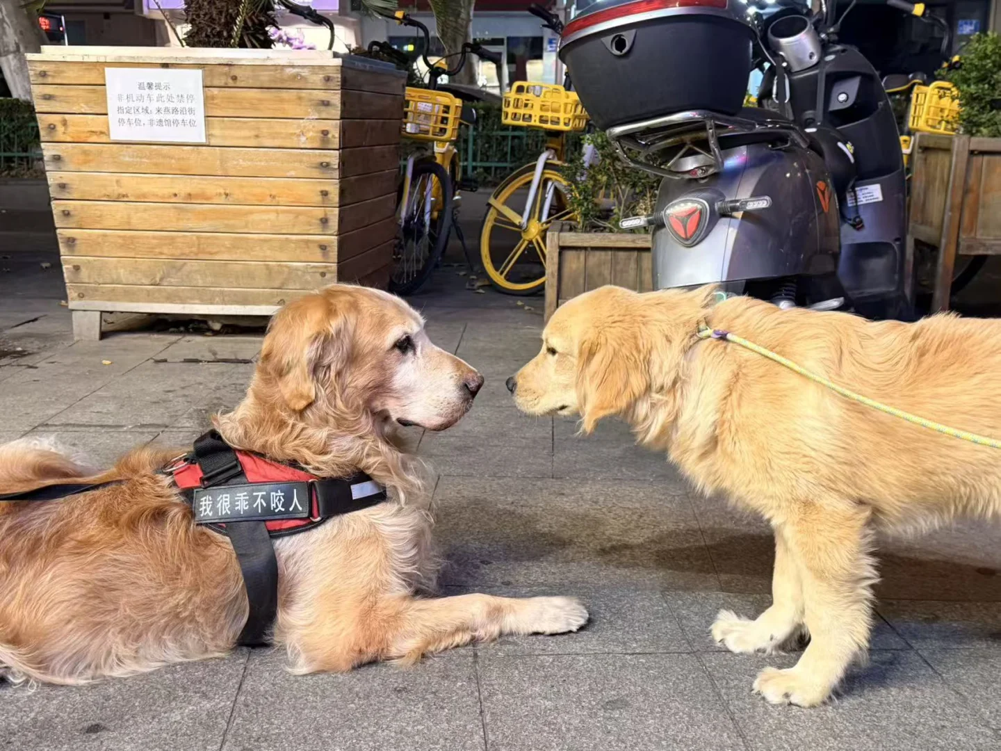 南京有人要养狗子（金毛）吗