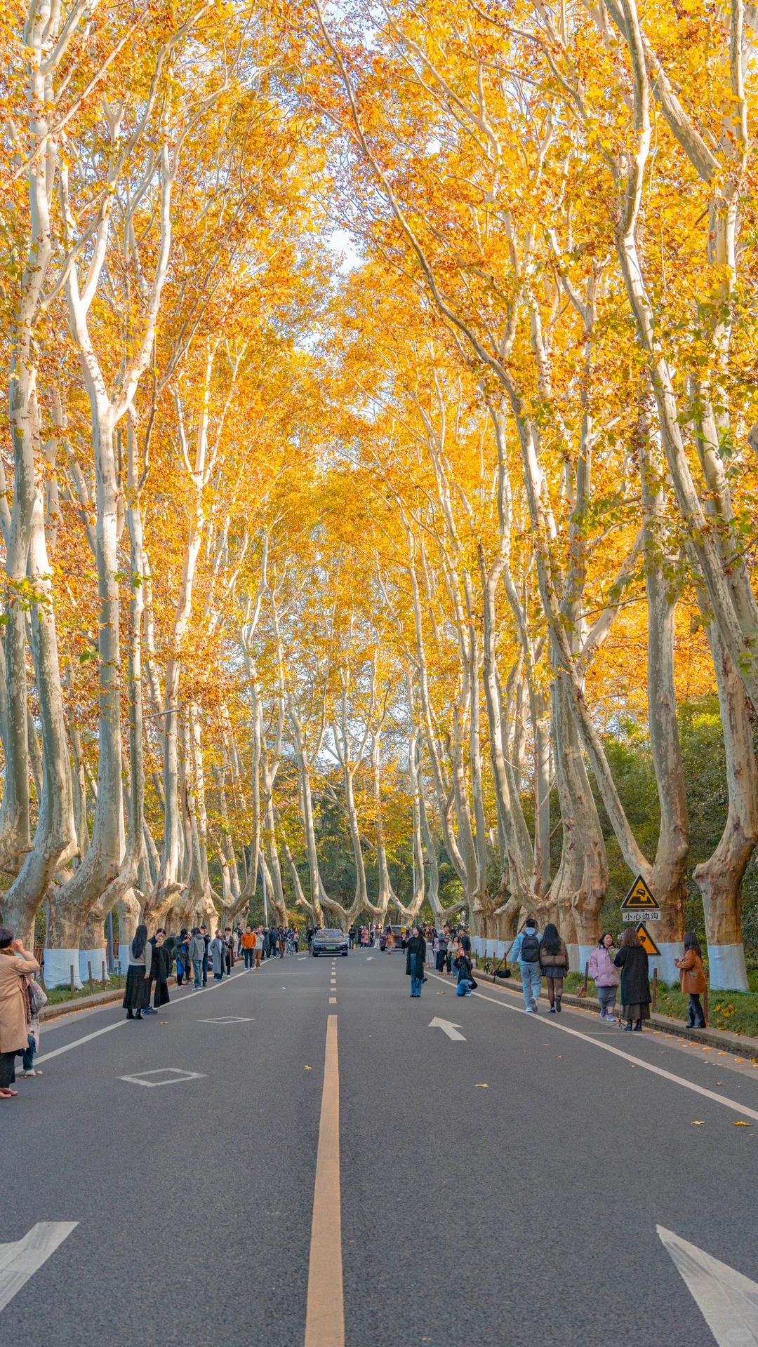 接下来的南京，秋天的氛围感直接拉满