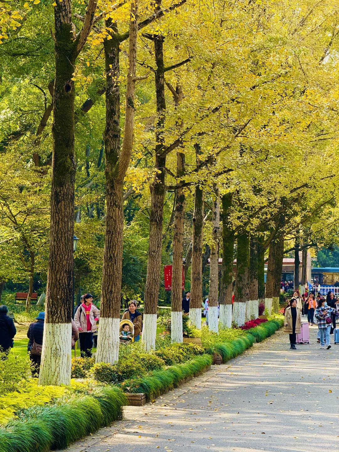 2025.11.12 | 南京中山植物园银杏杀疯了！！！