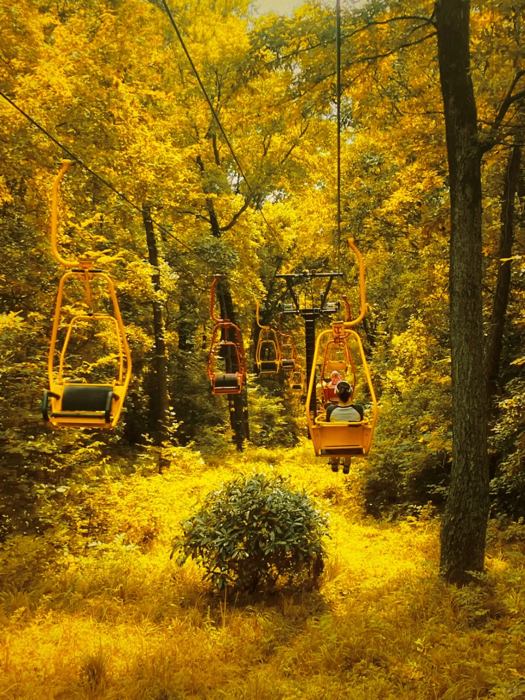 南京就是一座巨大的落叶痛城！枫叶浪漫哭🍁
