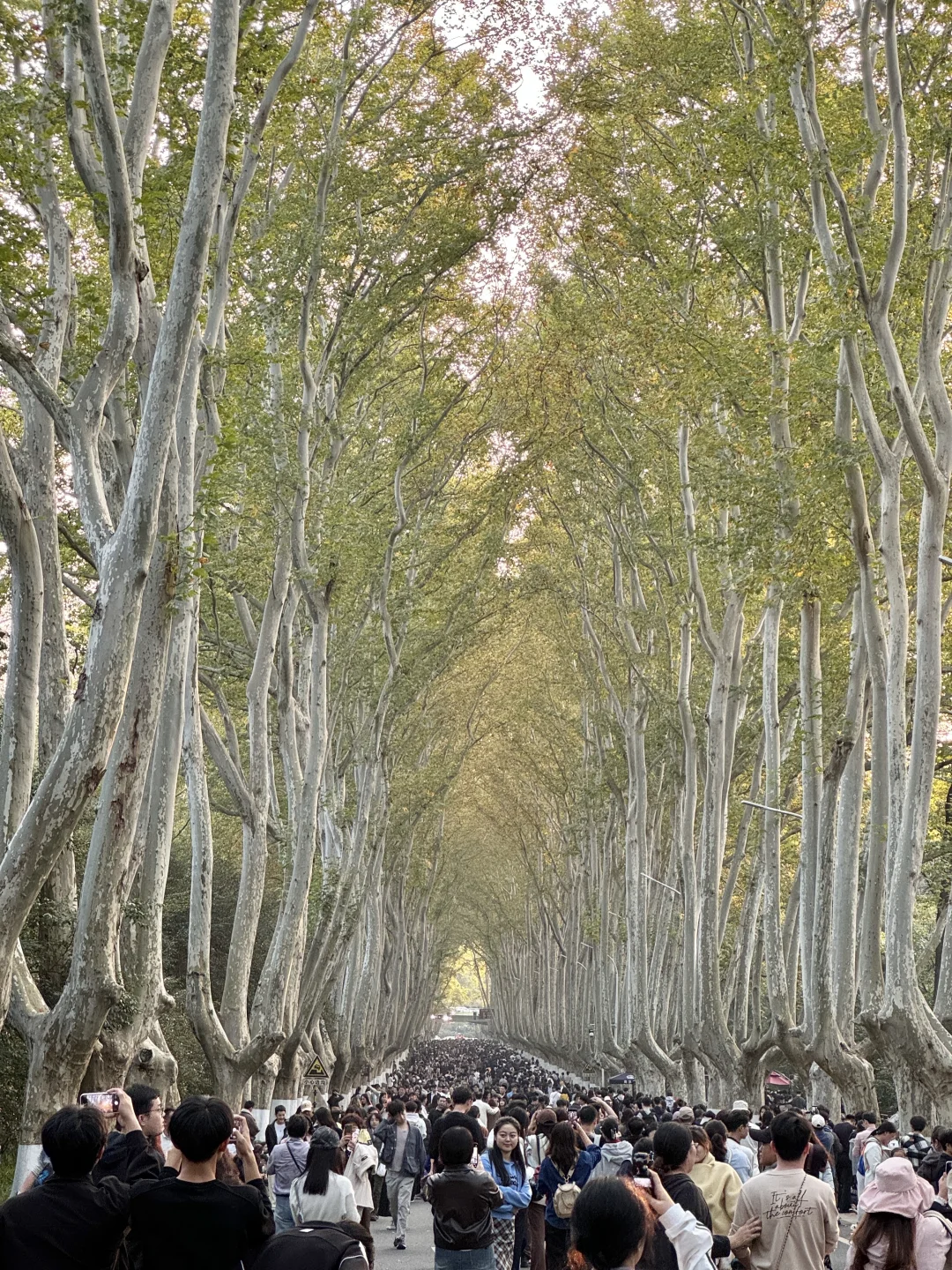 11.16梧桐大道实况！！！！