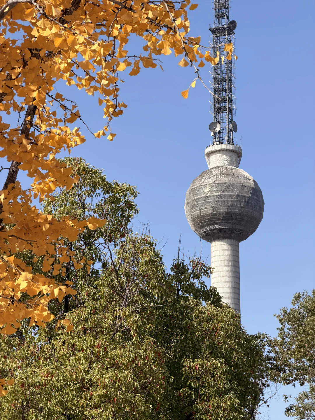 这颗银杏树等了你五百年