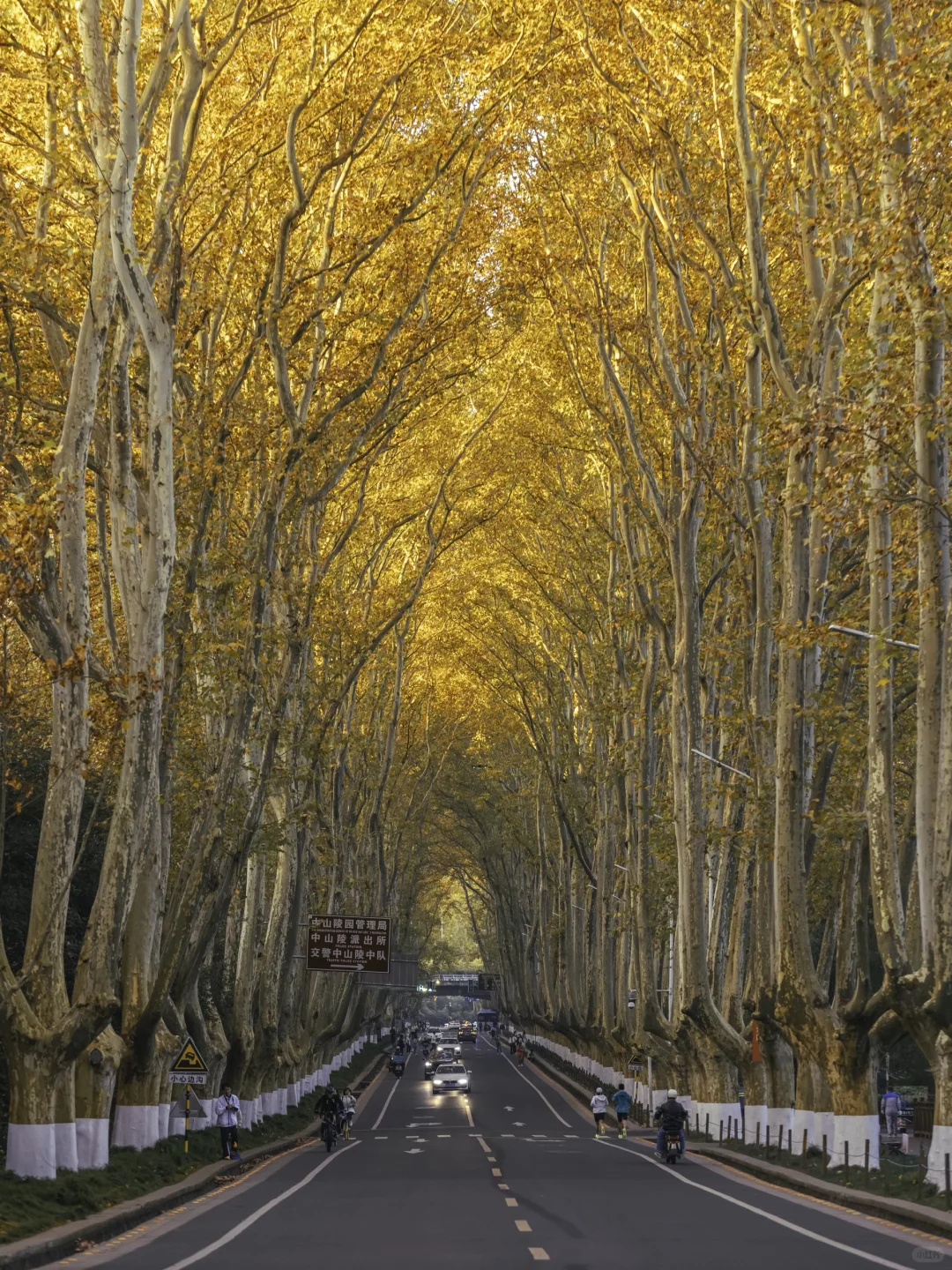 我宣布！没有一个城市比南京更懂得秋天❗️