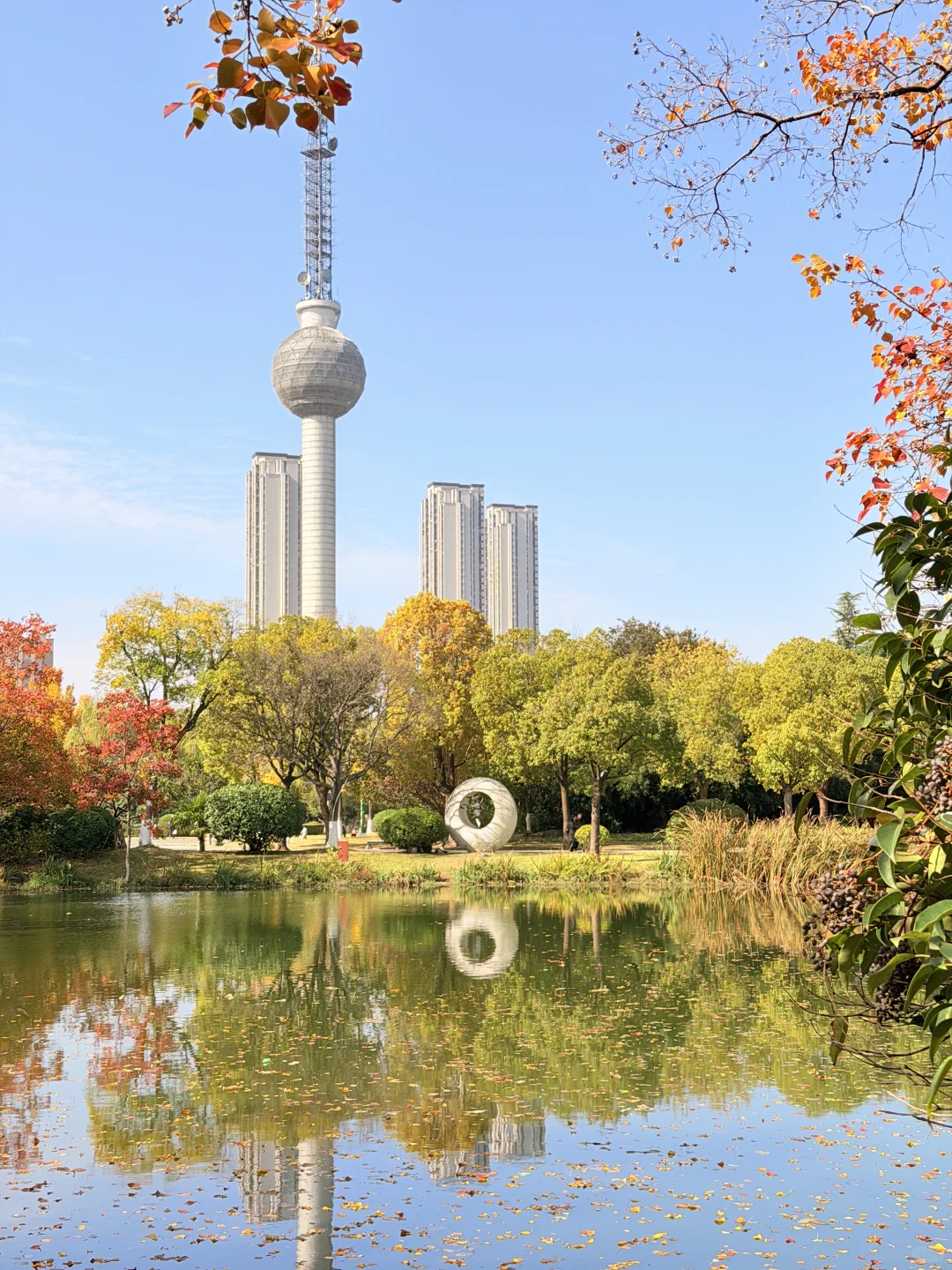 这颗银杏树等了你五百年