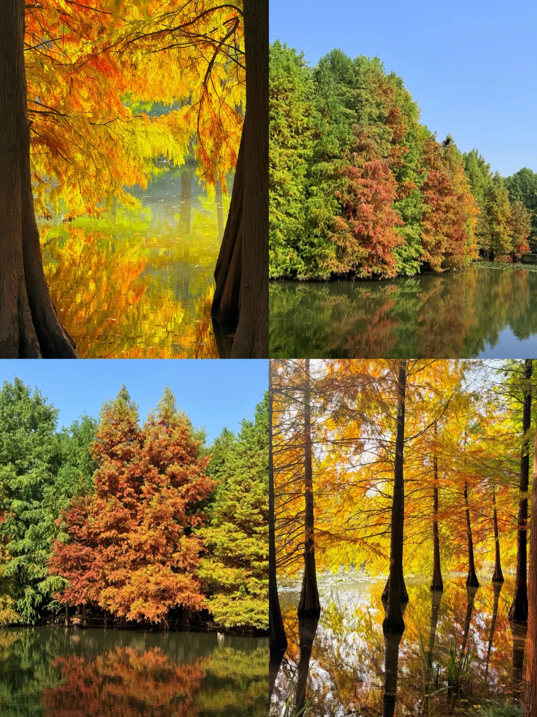 11.10实况｜南京12时特种兵一日游赏秋路线❗️