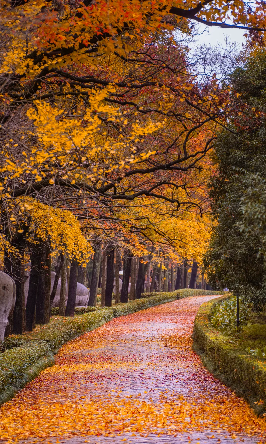 接下来10天，没有一座城市比南京更懂秋天🍂