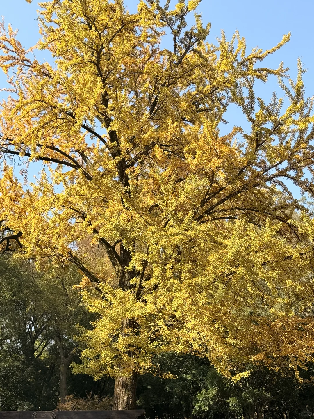 11.16早上南京灵谷寺实拍！银杏进度80%