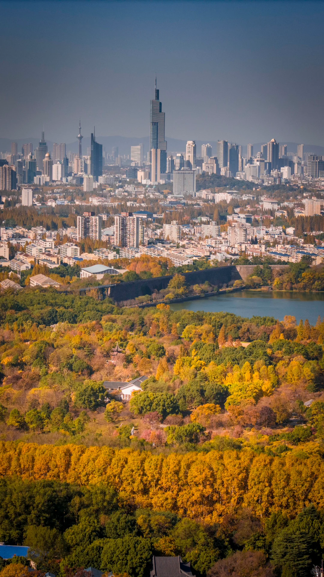 接下来的南京，秋天的氛围感直接拉满