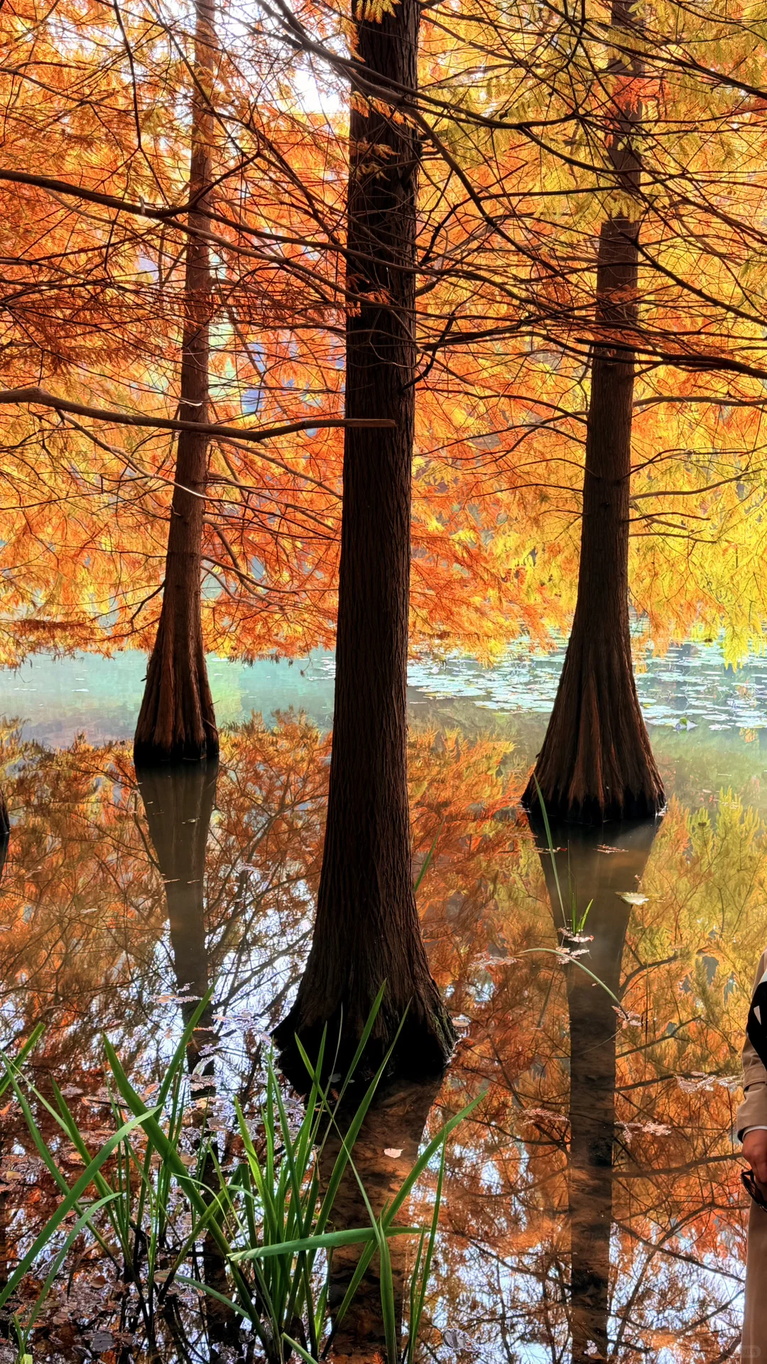 11.14实况|南京燕雀湖的落羽杉杀疯了！！！！