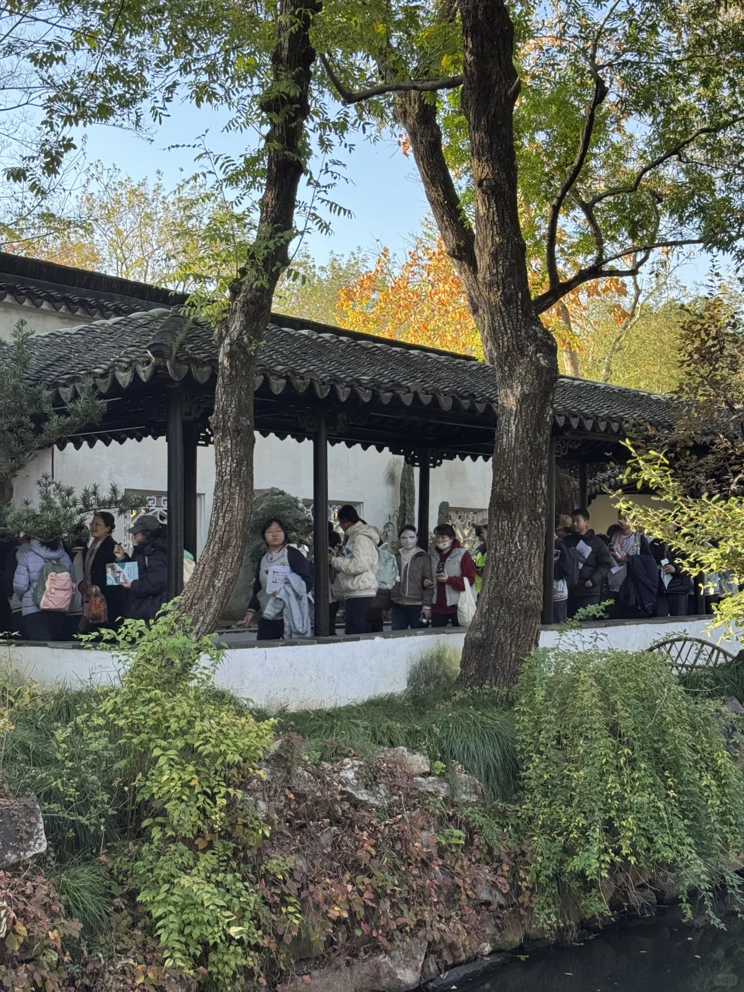 今日11.19苏州园林实况-拙政园