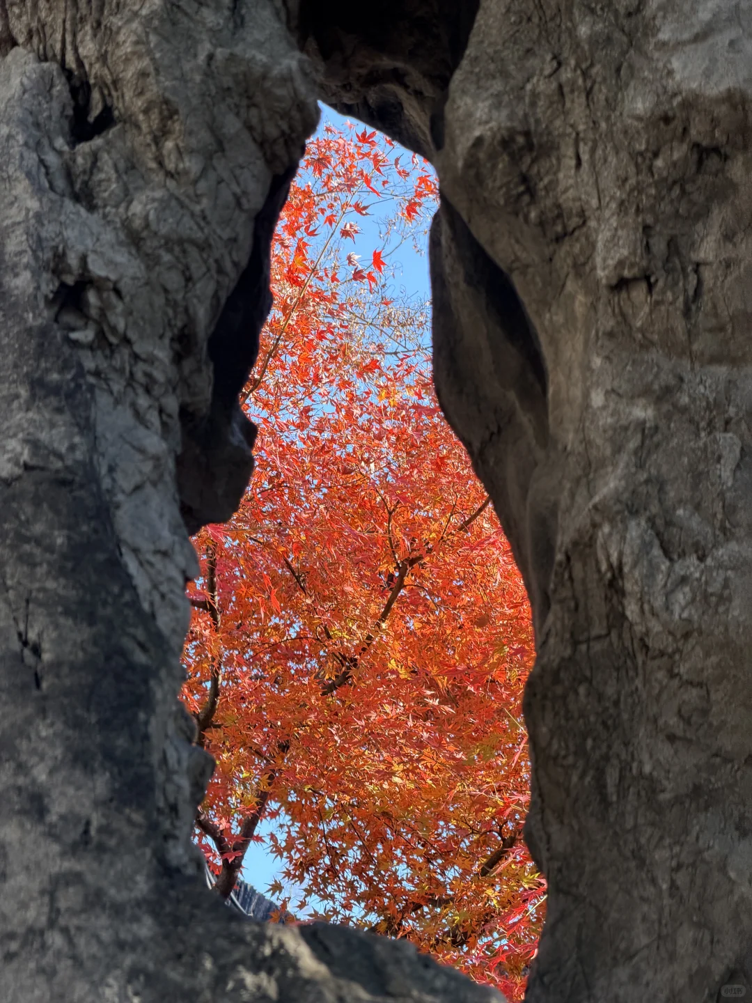 11.19实况！苏州留园封神秋景已登场❗️