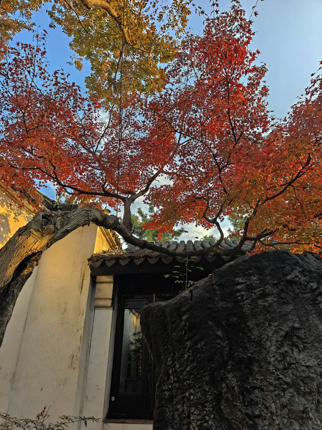 你这周来苏州可以拍什么(11.17日-11.23日)