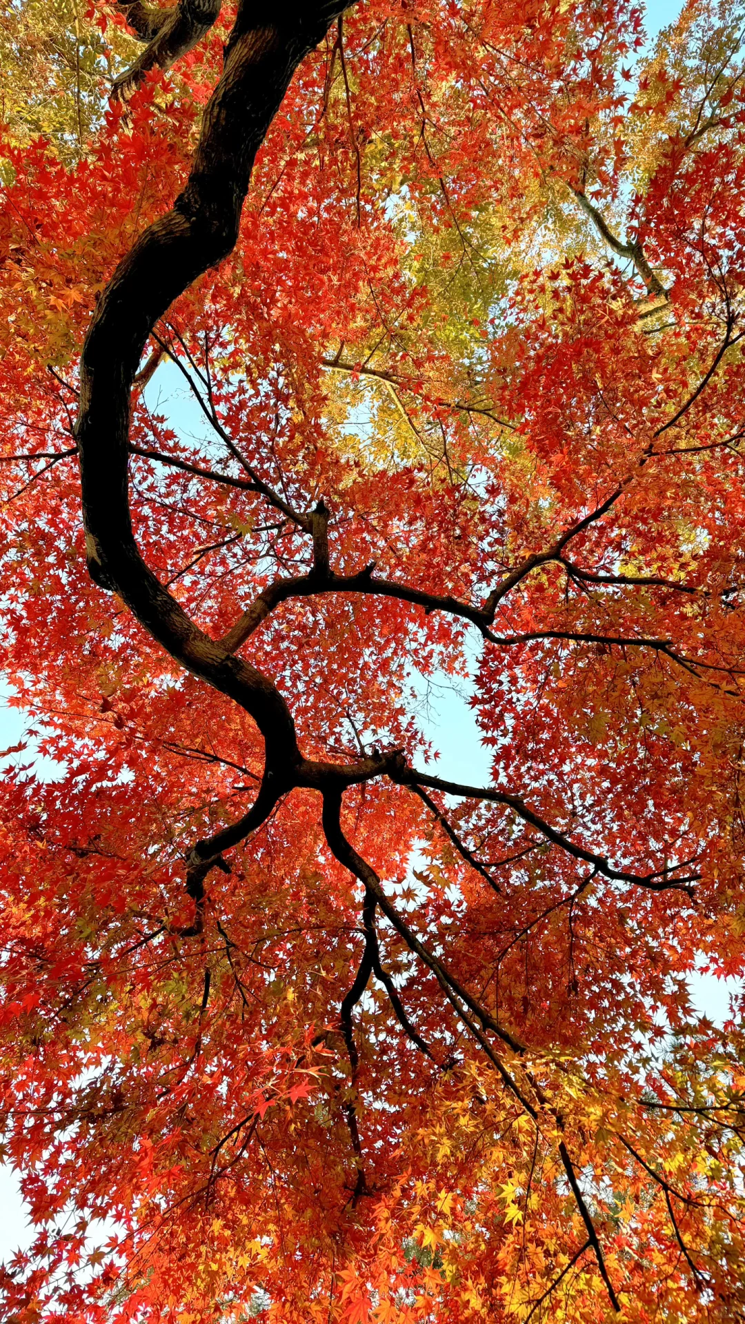 11.18刚去！留园的枫叶真的绝了！太美了！