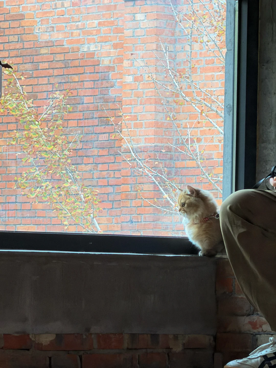 拙政园我是没这个本事挤进去的