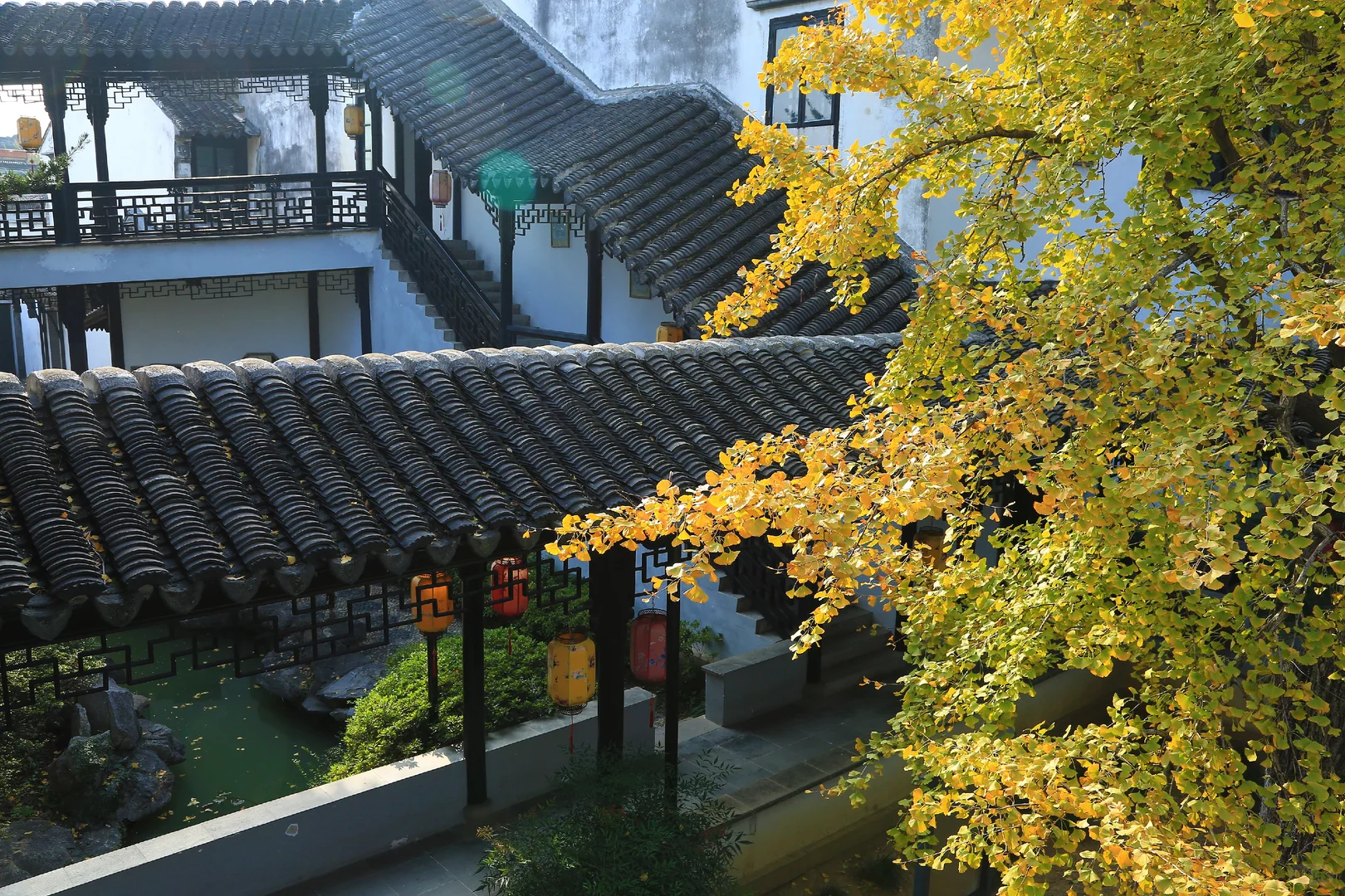 2025苏州木渎古镇银杏红枫秋色正浓