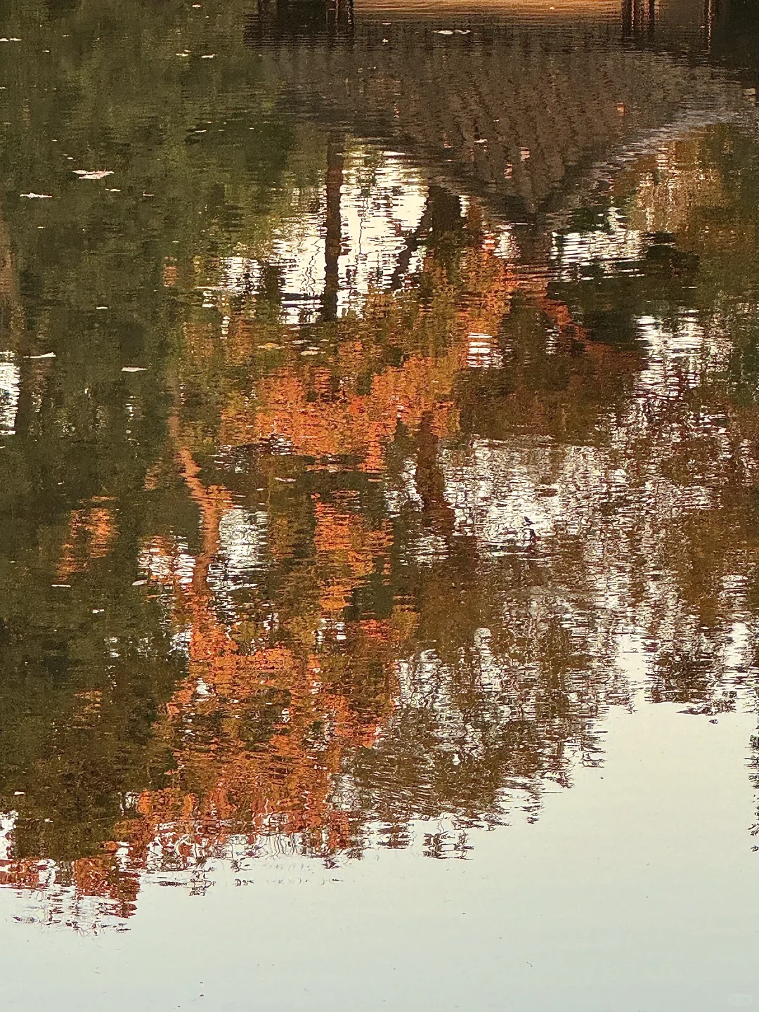 11.13实况live！！！秋天的拙政园！！美到封神…