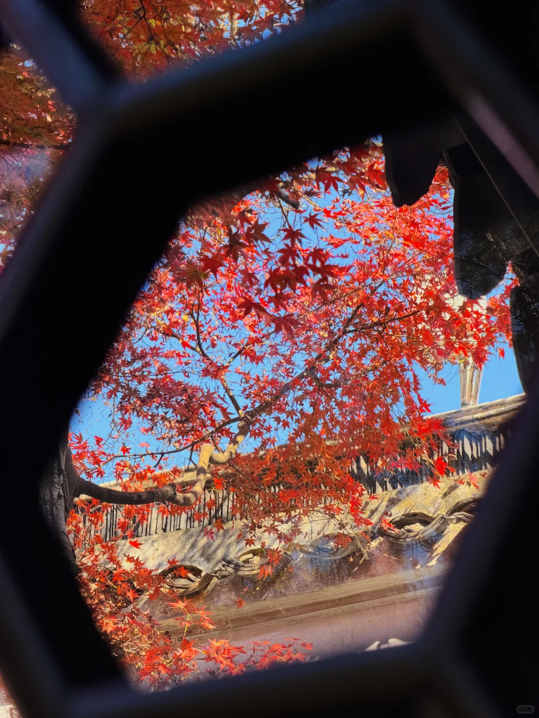 11.19实况！苏州留园封神秋景已登场❗️