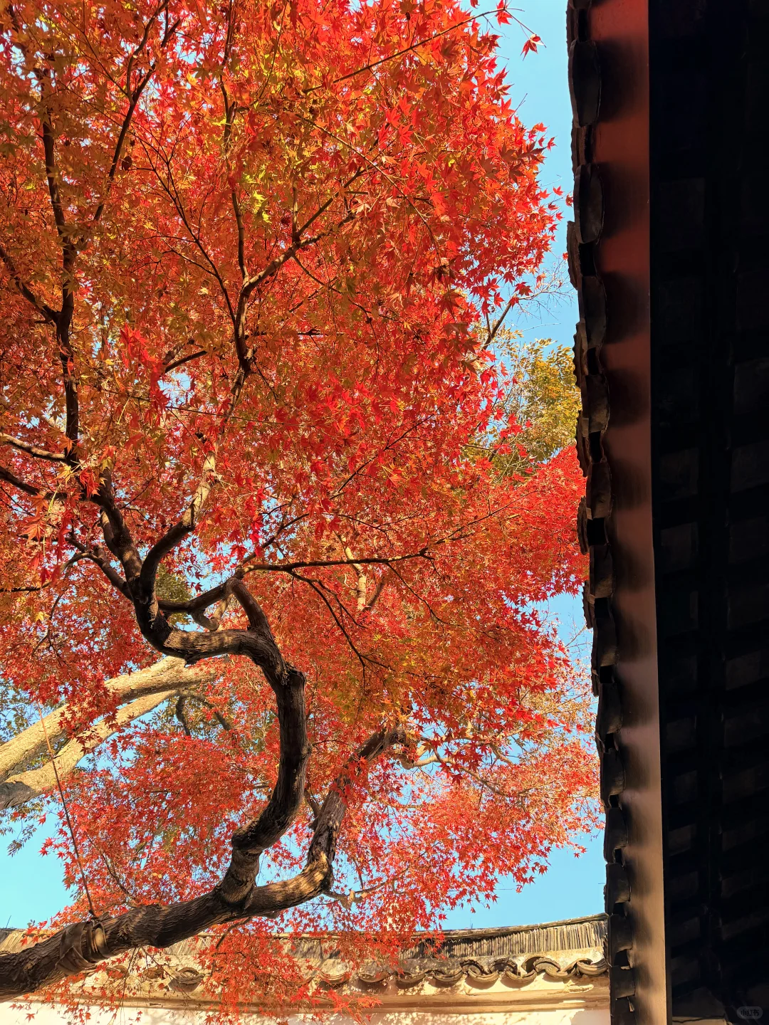 11.18实况 | 苏州留园红枫美到封神！！！！！！！！