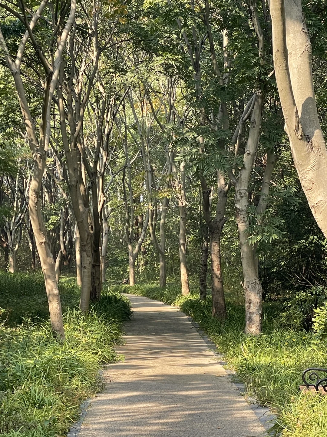 苏州昆山城市生态森林公园