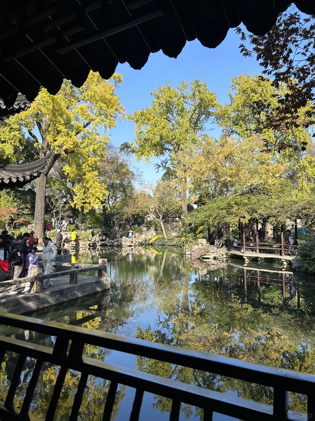 11.19 留园这棵树绝了！苏州又到了最美时节