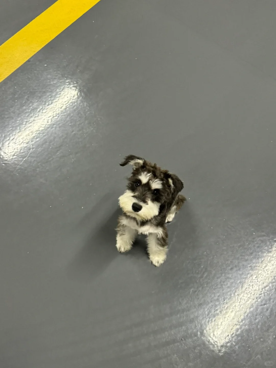 雪纳瑞生六只，在苏州