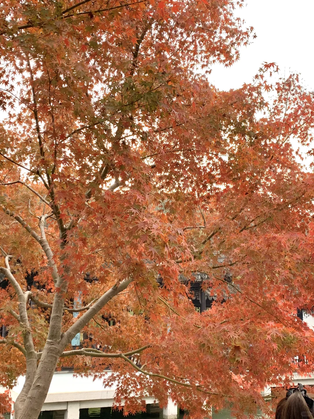 🍂11.23苏州｜虎丘一榭园枫叶红啦🎐附路线