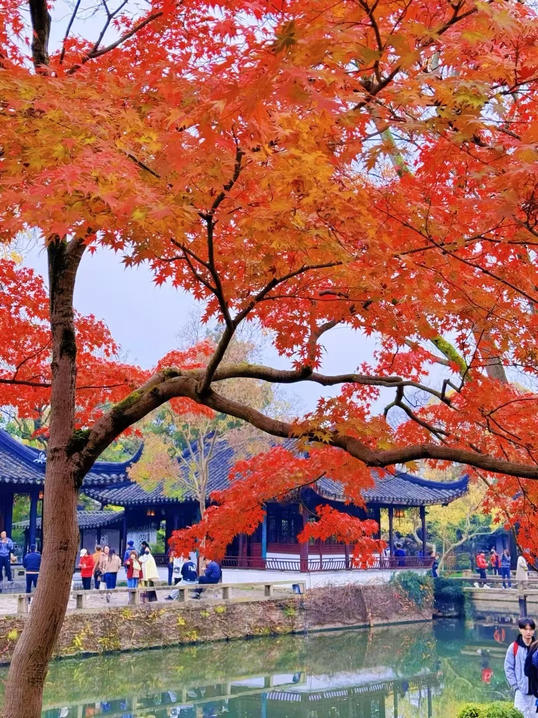 12月的苏州拙政园，错过又要等一年！