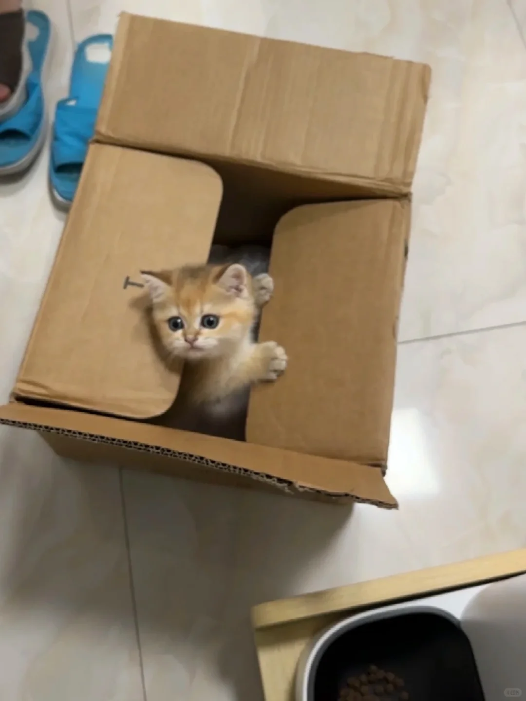 生了6只，苏州自提。