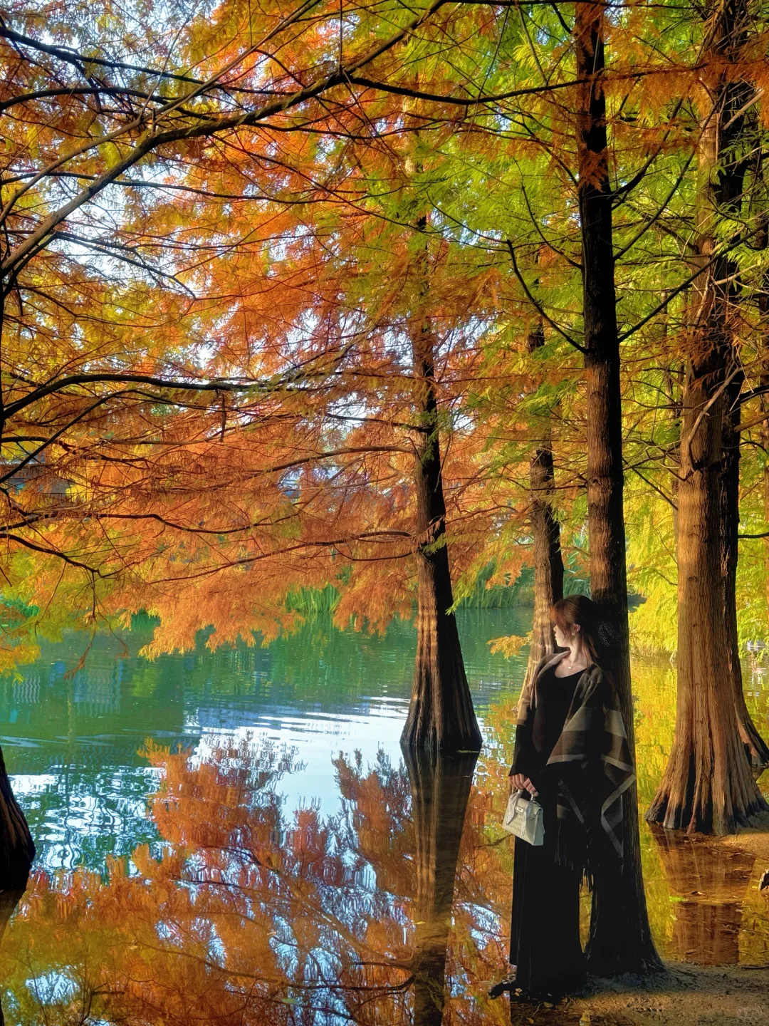 11.10实拍❗️南京落羽杉林已美成一幅画🖼️