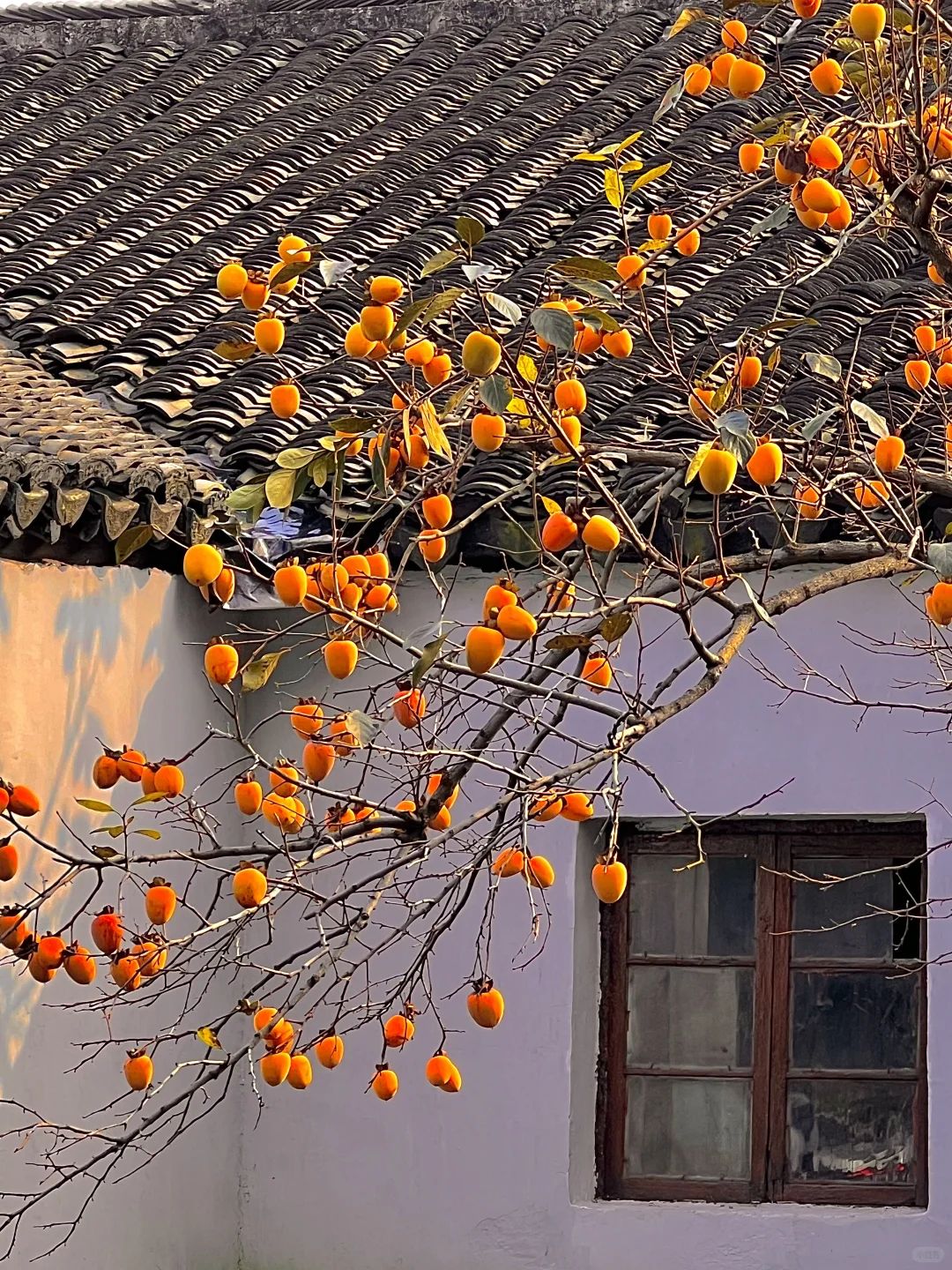 11.2实拍❗️道前街柿子树已进入最佳观赏期