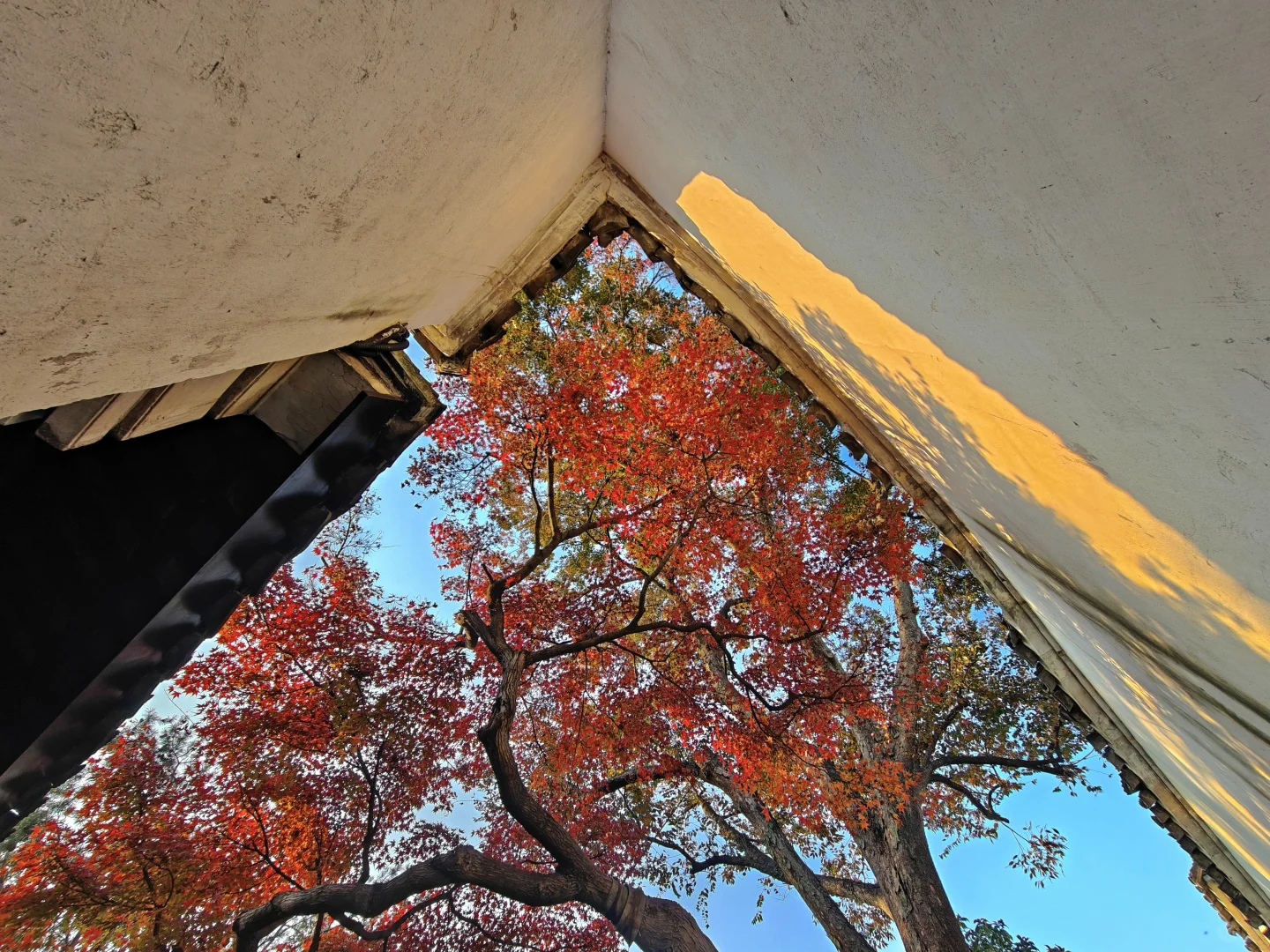 你这周来苏州可以拍什么(11.17日-11.23日)