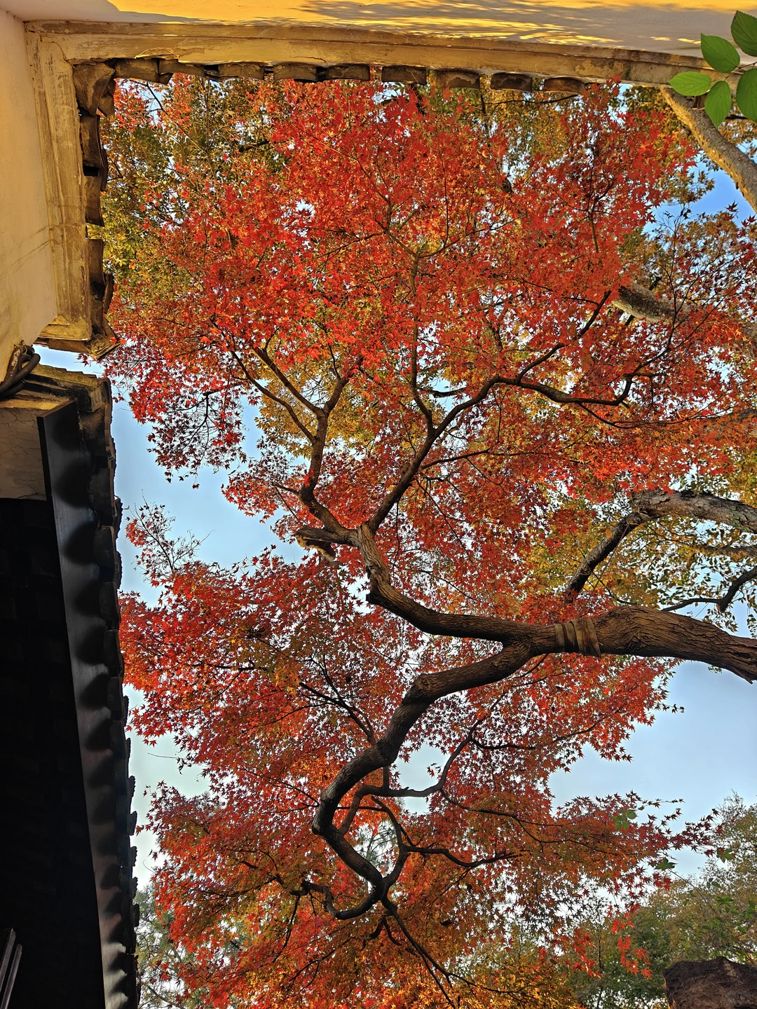 你这周来苏州可以拍什么(11.17日-11.23日)