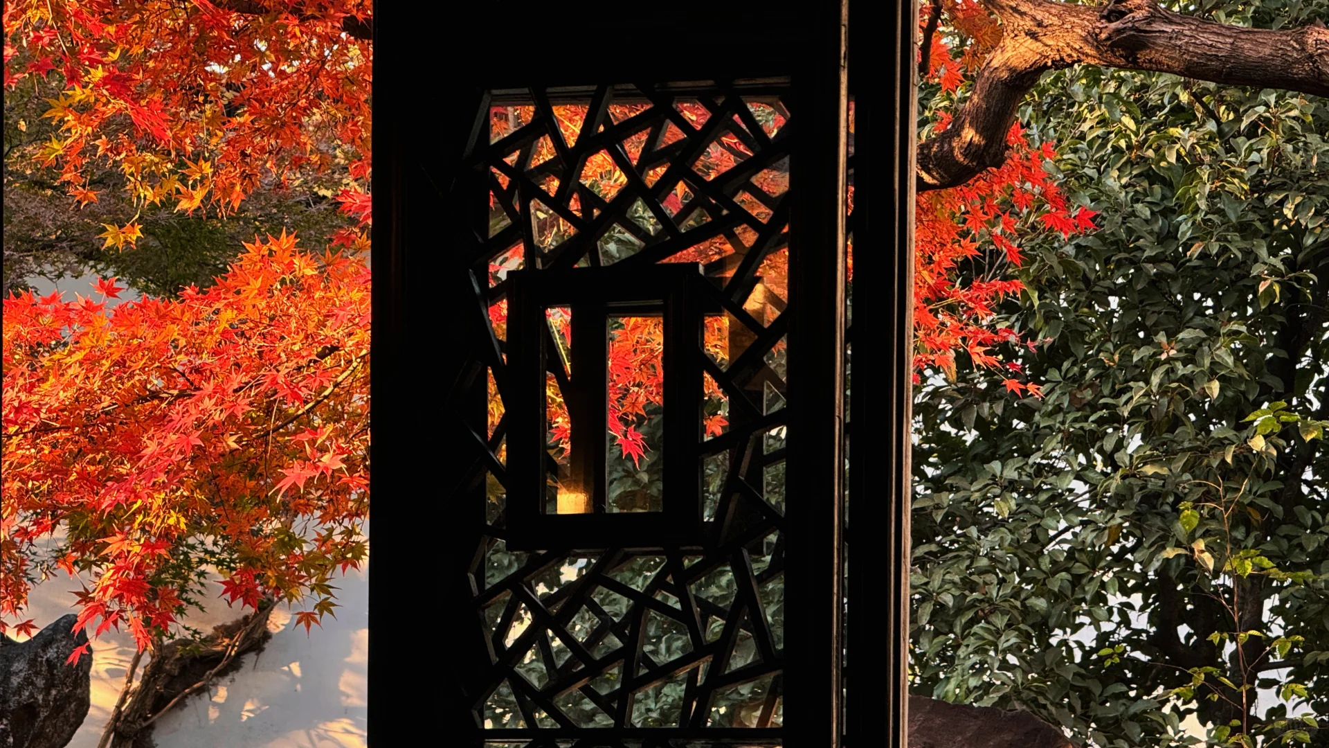 11.18刚去！留园的枫叶真的绝了！太美了！