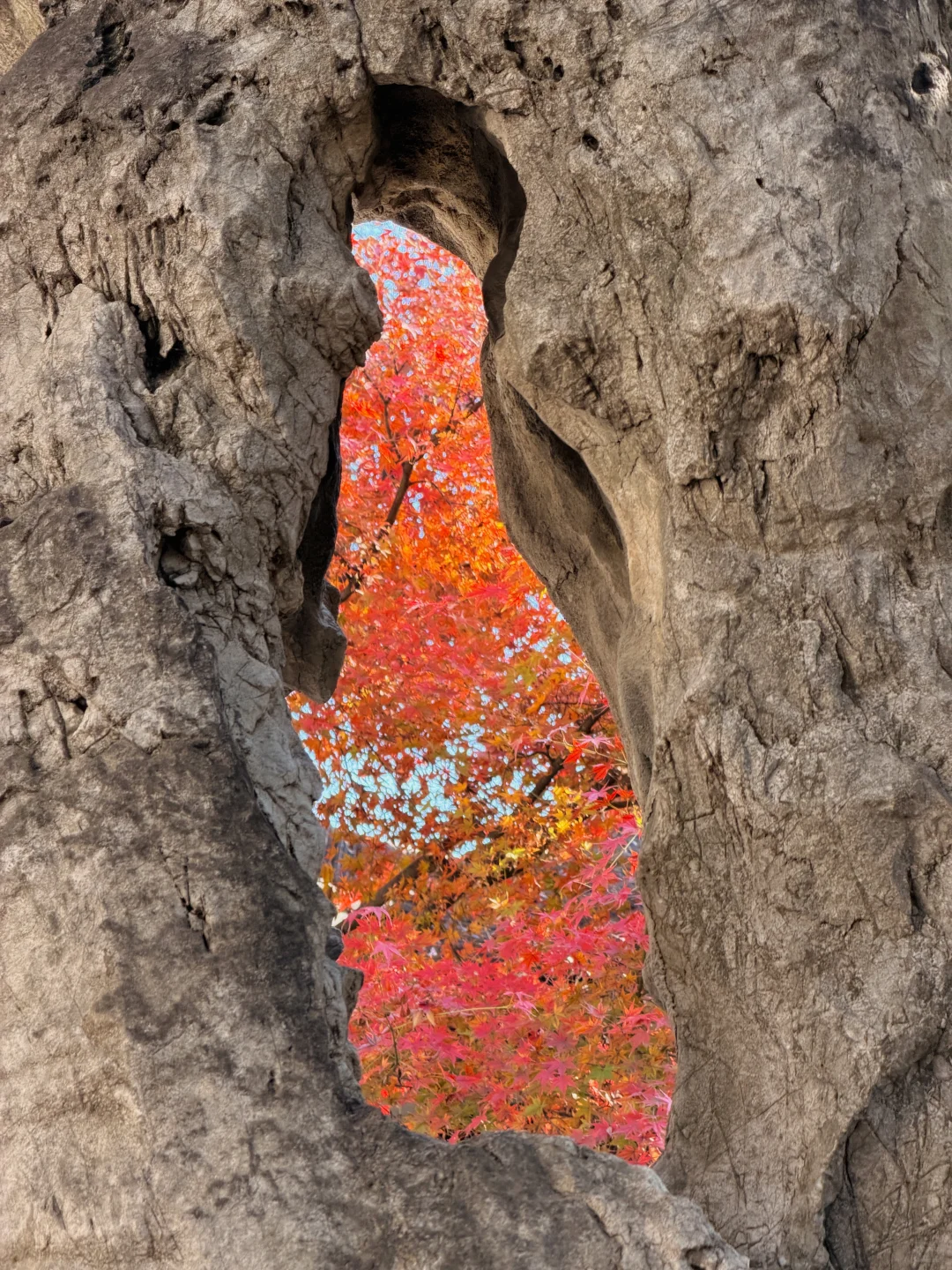 11.19实况！苏州留园封神秋景已登场❗️