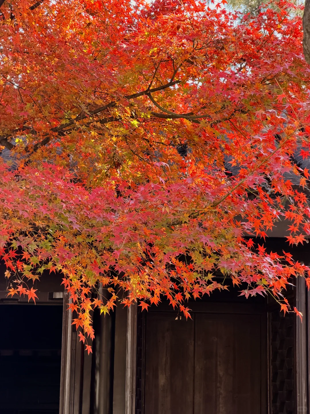 11.19实况！苏州留园封神秋景已登场❗️