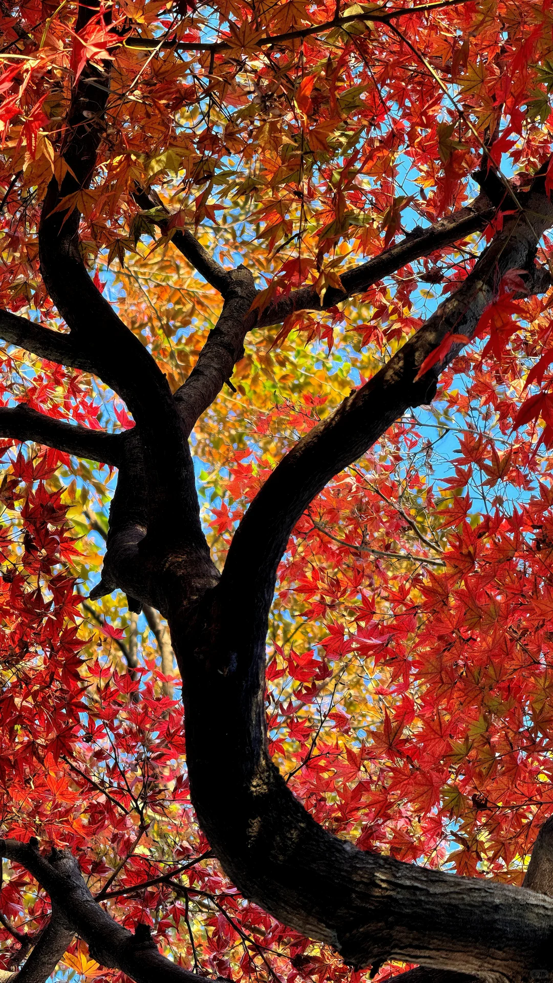 11.18刚去！留园的枫叶真的绝了！太美了！