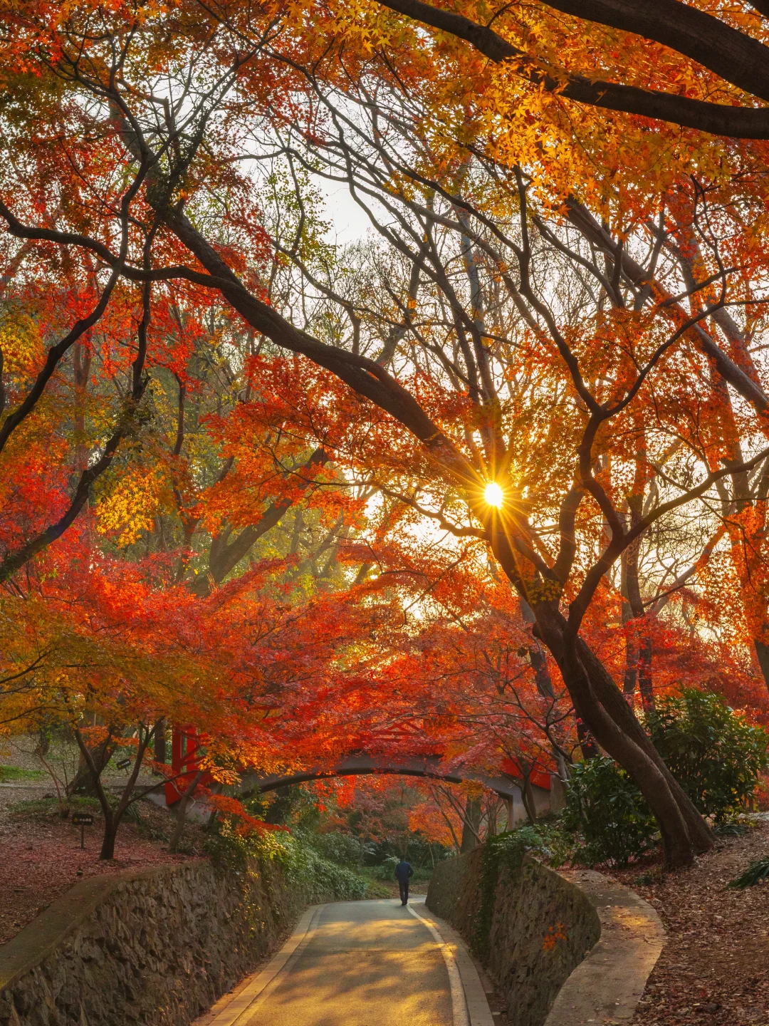 爱回收｜现在来南京赏秋🍁就去这9个地方