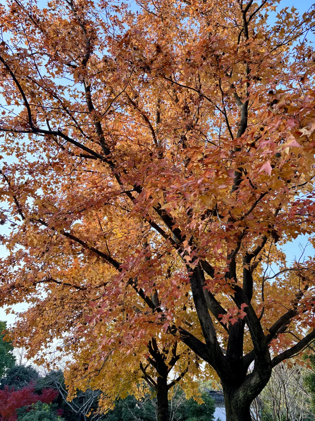 已经开始期待12月苏州的虎丘啦 美得像画