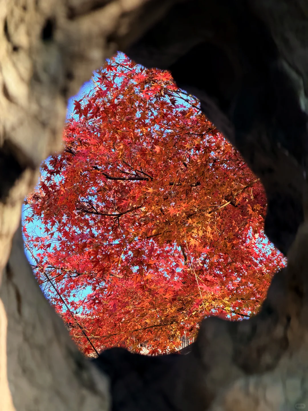 11.18实况 | 苏州留园红枫美到封神！！！！！！！！